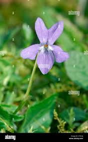 Attēlu rezultāti vaicājumam “Viola hirta flower”