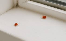 Attēlu rezultāti vaicājumam “Bryobia praetiosa”