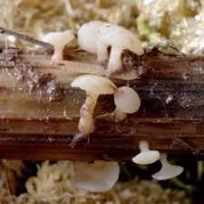 Attēlu rezultāti vaicājumam “Cudoniella clavus”