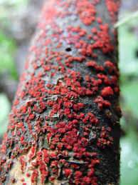 Attēlu rezultāti vaicājumam “Neonectria coccinea”