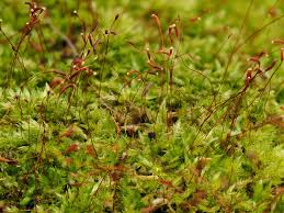Attēlu rezultāti vaicājumam “Calliergonella cuspidata sporophyte”