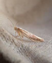 Attēlu rezultāti vaicājumam “Argyresthiidae”