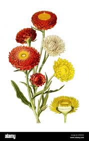 Image result for Strohblume