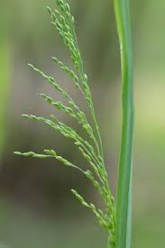 Attēlu rezultāti vaicājumam “Milium effusum”