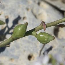 Attēlu rezultāti vaicājumam “Cakile maritima subsp. baltica leaf”