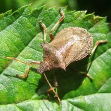 Attēlu rezultāti vaicājumam “Picromerus bidens”