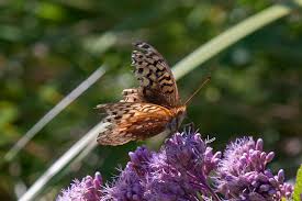 Attēlu rezultāti vaicājumam “Clossiana selene upperside”