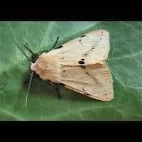 Attēlu rezultāti vaicājumam “Spilosoma lutea larva”