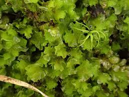 Attēlu rezultāti vaicājumam “Moerckia hibernica”