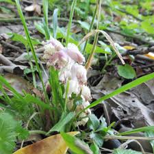 Attēlu rezultāti vaicājumam “Lathraea squamaria flower”