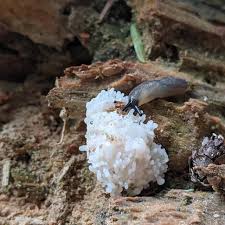 Attēlu rezultāti vaicājumam “Stemonitis axifera”