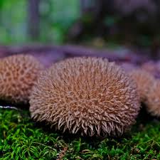 Attēlu rezultāti vaicājumam “Lycoperdon echinatum”