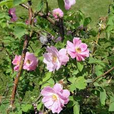 Attēlu rezultāti vaicājumam “Rosa villosa”