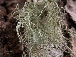 Attēlu rezultāti vaicājumam “Usnea subfloridana”