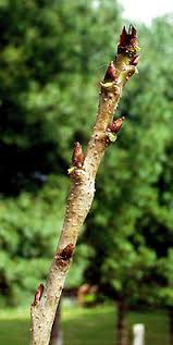Attēlu rezultāti vaicājumam “Prunus cerasifera var. divaricata bud”