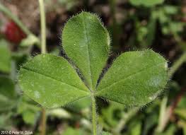 Image result for Trifolium incarnatum