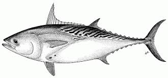 Image result for Euthynnus affinis