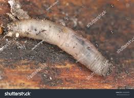 Attēlu rezultāti vaicājumam “Tipulidae larva”