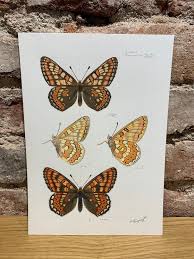 Attēlu rezultāti vaicājumam “Euphydryas maturna underside”