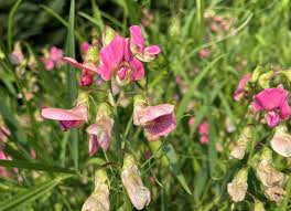 Attēlu rezultāti vaicājumam “Lathyrus sylvestris”