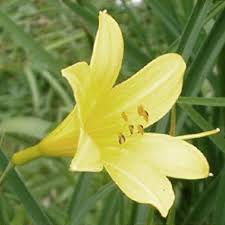 Attēlu rezultāti vaicājumam “Hemerocallis lilioasphodelus”