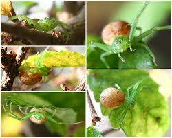 Attēlu rezultāti vaicājumam “Diaea dorsata”