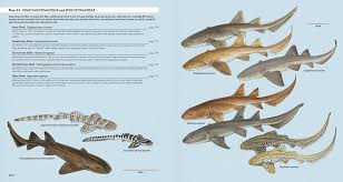 Image result for Ginglymostoma unami