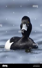 Attēlu rezultāti vaicājumam “Aythya fuligula male”