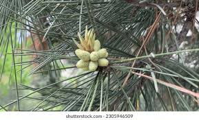 Attēlu rezultāti vaicājumam “Pinus strobus fruit”