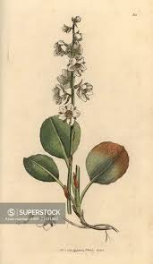 Attēlu rezultāti vaicājumam “Pyrola rotundifolia”