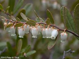 Attēlu rezultāti vaicājumam “Chamaedaphne calyculata”