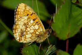 Attēlu rezultāti vaicājumam “Brenthis ino upperside”