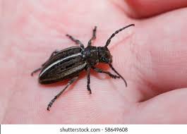 Attēlu rezultāti vaicājumam “Dasytes caeruleus imago”