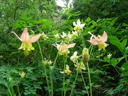 Image result for Aquilegia