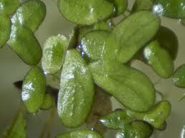 Attēlu rezultāti vaicājumam “Paludella squarrosa sporophyte”