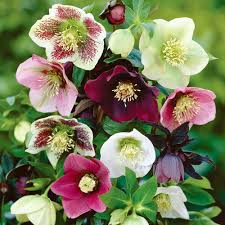 Attēlu rezultāti vaicājumam “Helleborus niger flower”