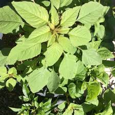 Attēlu rezultāti vaicājumam “Amaranthus retroflexus leaf”