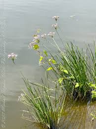 Attēlu rezultāti vaicājumam “Butomus umbellatus fruit”