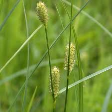 Attēlu rezultāti vaicājumam “Carex loliacea leaf”