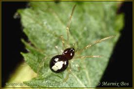 Attēlu rezultāti vaicājumam “Neottiura bimaculata female”