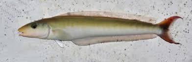 Image result for Malacanthus plumieri