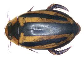 Attēlu rezultāti vaicājumam “Hydaticus transversalis”