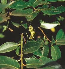 Attēlu rezultāti vaicājumam “Salix pentandra fruit”