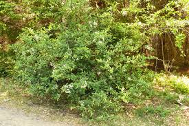 Attēlu rezultāti vaicājumam “Mespilus germanica leaf”