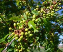 Attēlu rezultāti vaicājumam “Padus avium fruit”