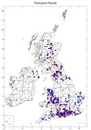 Attēlu rezultāti vaicājumam “Pertusaria flavida”