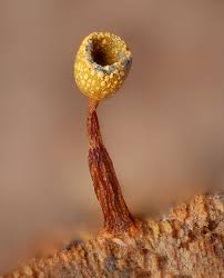 Attēlu rezultāti vaicājumam “Physarum nitens plasmodium”