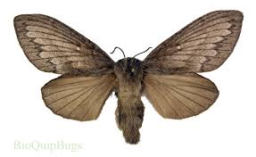 Attēlu rezultāti vaicājumam “Lasiocampidae”