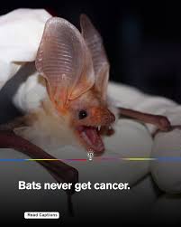 Attēlu rezultāti vaicājumam “Myotis brandtii”