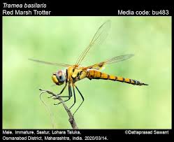 Attēlu rezultāti vaicājumam “Barbeyella minutissima macro”